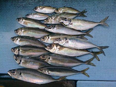 第二常豊丸 釣果