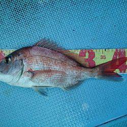 第二常豊丸 釣果