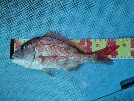 第二常豊丸 釣果