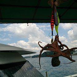 第二常豊丸 釣果