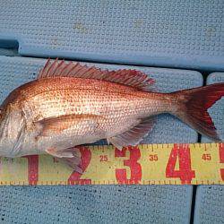 第二常豊丸 釣果