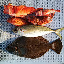 第二常豊丸 釣果