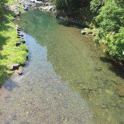狩野川(狩野川漁業協同組合) 釣果