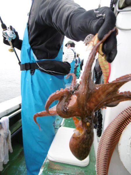 かもめ釣船 釣果