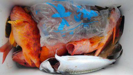 遊漁船 新鋭丸 釣果