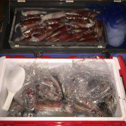 幸風（さちかぜ） 釣果