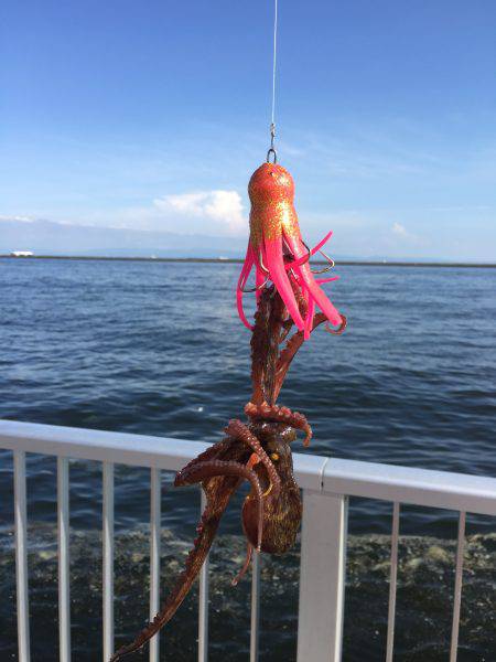 タコからまさかの獲物