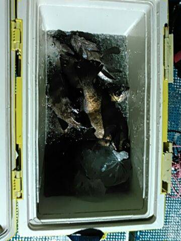 フィッシングガイド りょう 釣果