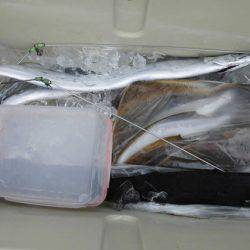 大進丸（新潟） 釣果