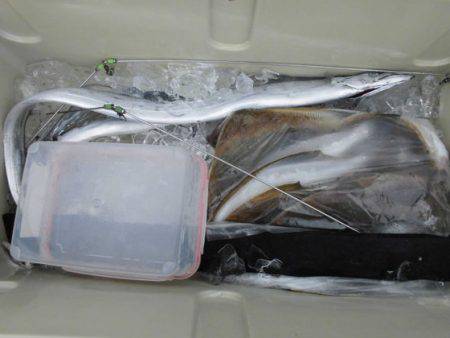 大進丸（新潟） 釣果