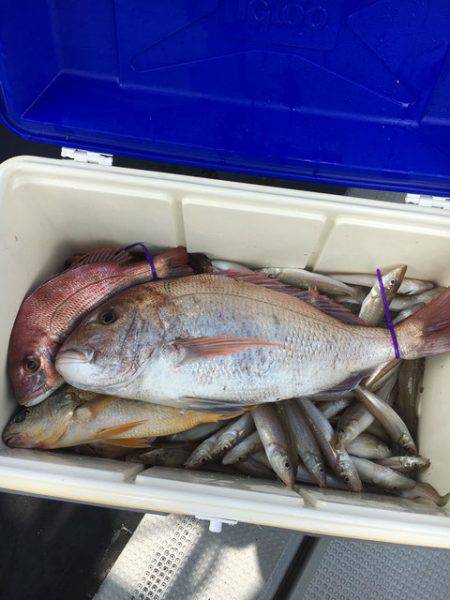 さんさん丸 釣果