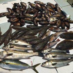 ふじしめ丸 釣果