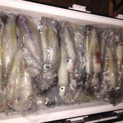 幸風（さちかぜ） 釣果