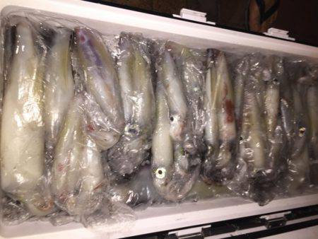 幸風（さちかぜ） 釣果