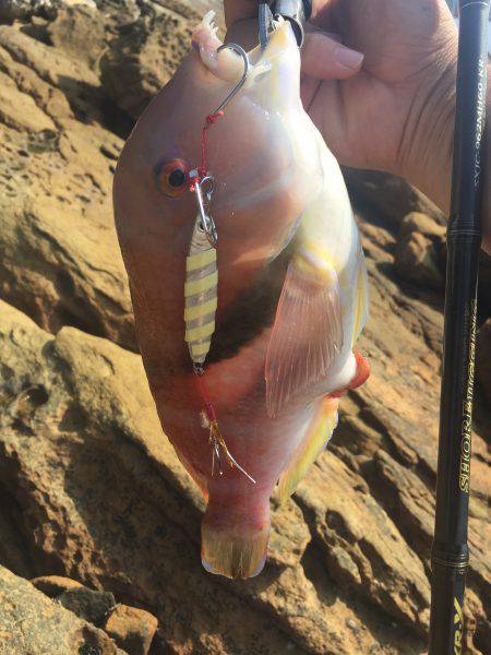 エソに悩まされながら...