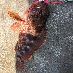 エソに悩まされながら…