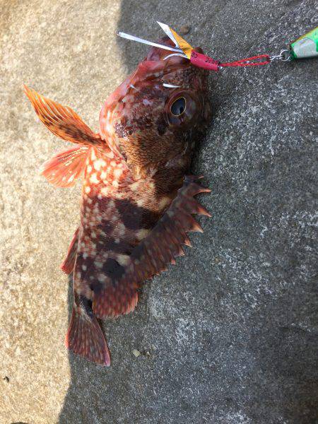 エソに悩まされながら…