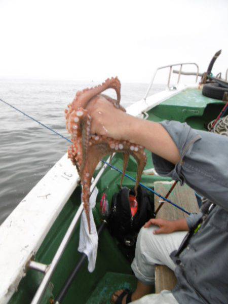 かもめ釣船 釣果