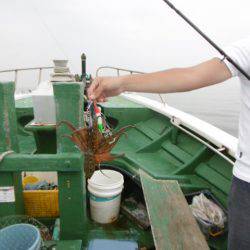かもめ釣船 釣果