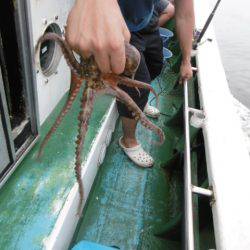 かもめ釣船 釣果