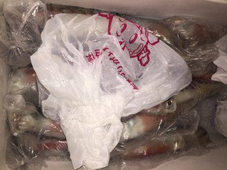 幸風（さちかぜ） 釣果