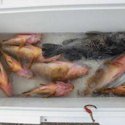 大進丸(新潟) 釣果