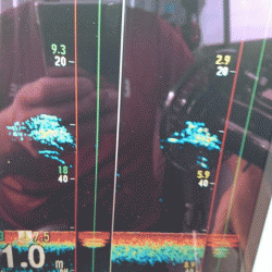 遊漁船ブルーウッズ 釣果