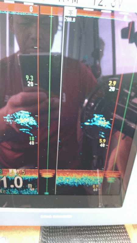 遊漁船ブルーウッズ 釣果