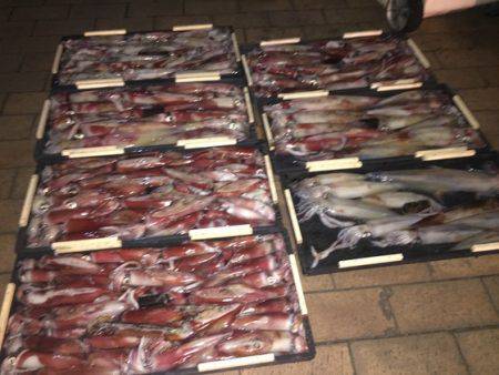 幸風（さちかぜ） 釣果