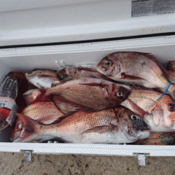 遊漁船ブルーウッズ 釣果