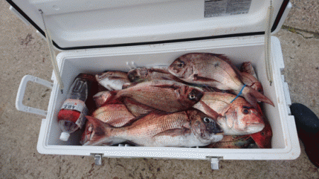 遊漁船ブルーウッズ 釣果