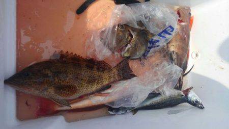 遊漁船 新鋭丸 釣果