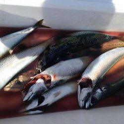 遊漁船 新鋭丸 釣果