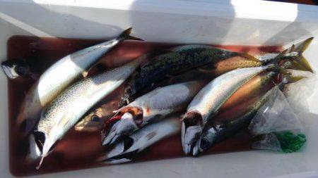 遊漁船 新鋭丸 釣果