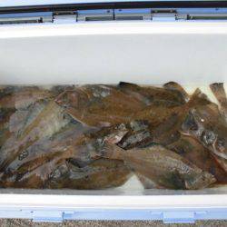 大進丸(新潟) 釣果