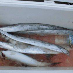 大進丸（新潟） 釣果