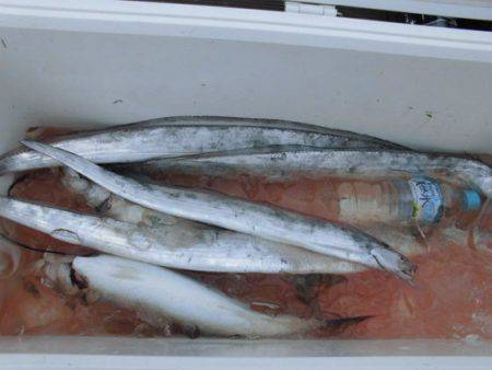 大進丸（新潟） 釣果