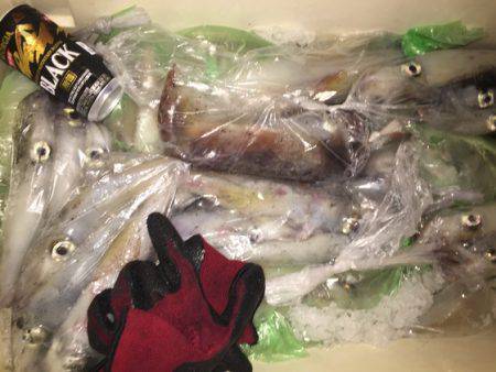 幸風（さちかぜ） 釣果