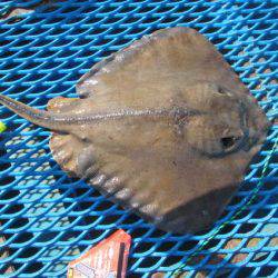 オリジナルメーカー海づり公園(市原市海づり施設) 釣果