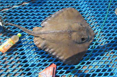 オリジナルメーカー海づり公園(市原市海づり施設) 釣果