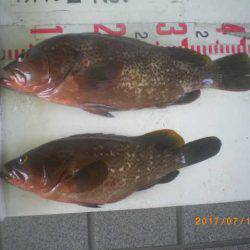 姫路市立遊魚センター 釣果