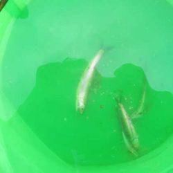 オリジナルメーカー海づり公園(市原市海づり施設) 釣果