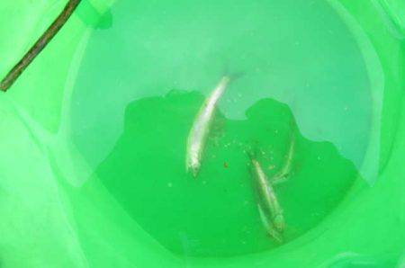 オリジナルメーカー海づり公園(市原市海づり施設) 釣果