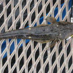 オリジナルメーカー海づり公園(市原市海づり施設) 釣果