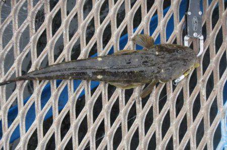 オリジナルメーカー海づり公園(市原市海づり施設) 釣果