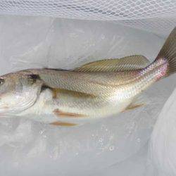 オリジナルメーカー海づり公園(市原市海づり施設) 釣果