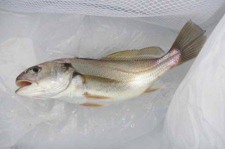 オリジナルメーカー海づり公園(市原市海づり施設) 釣果