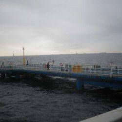 オリジナルメーカー海づり公園(市原市海づり施設) 釣果