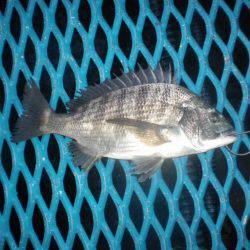 オリジナルメーカー海づり公園(市原市海づり施設) 釣果