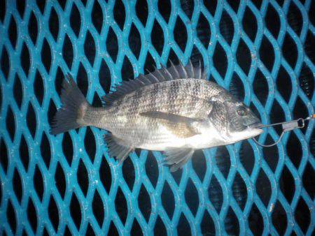 オリジナルメーカー海づり公園(市原市海づり施設) 釣果